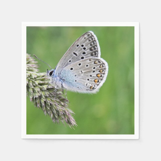 Gemeiner blauer Schmetterling auf Gras Serviette (Vorderseite)