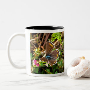 Gemeiner Blauer Schmetterling Polyommatus Icarus M Zweifarbige Tasse
