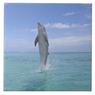 Gemeiner Bottlenose-Delphin, der rückwärts an Fliese