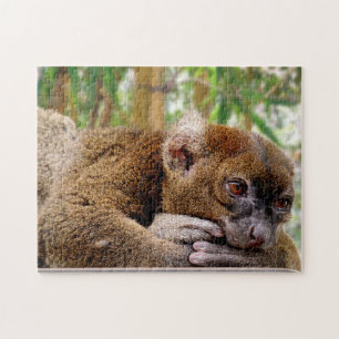 Gemeiner Brauner Lemur, Puzzle