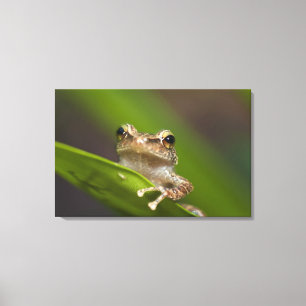 Gemeiner Coqui, Eleutherodactylus coqui Leinwanddruck