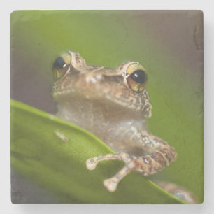 Gemeiner Coqui, Eleutherodactylus coqui Steinuntersetzer