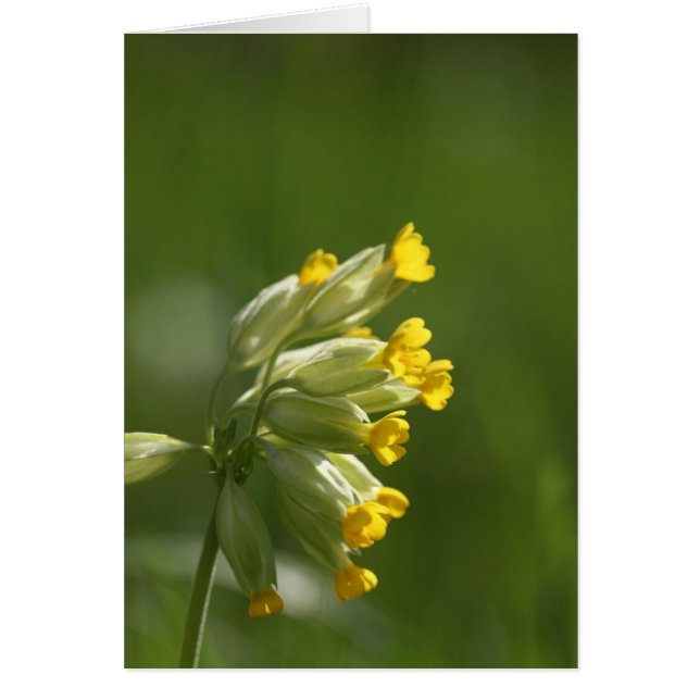 Gemeiner Cowslip (Primula veris) (Vorne)