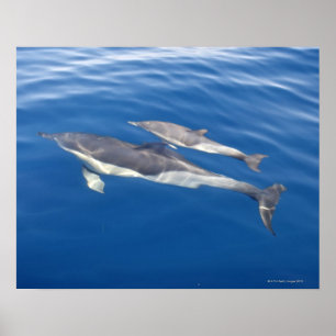 Gemeiner Delphin Poster