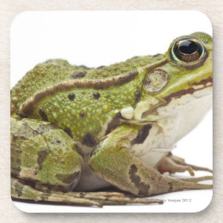 Gemeiner europäischer Frosch oder essbarer Frosch Untersetzer