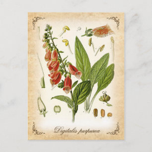 Gemeiner Foxglove - Vintage Abbildung Postkarte