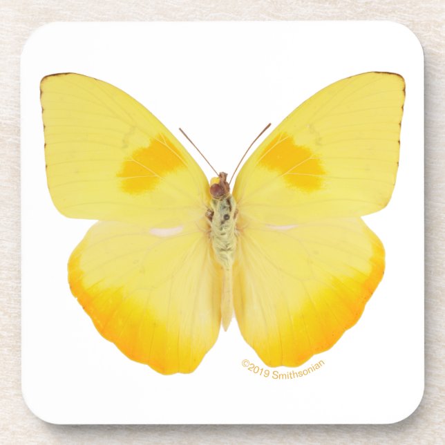 Gemeiner Gras-Gelb-Schmetterling Getränkeuntersetzer (Vorderseite)