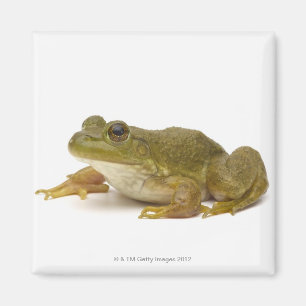 Gemeiner grüner Frosch Magnet