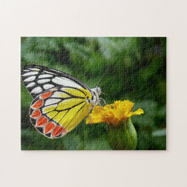Gemeiner Jezebel-Schmetterling Puzzle (Horizontal)