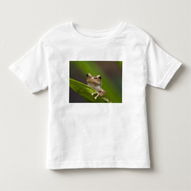 Gemeiner Kakao, Eleutherodactylus coqui Kleinkind T-shirt (Vorderseite)