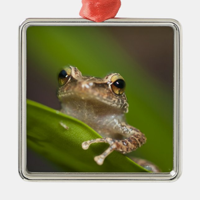 Gemeiner Kakao, Eleutherodactylus coqui Ornament Aus Metall (Vorne)