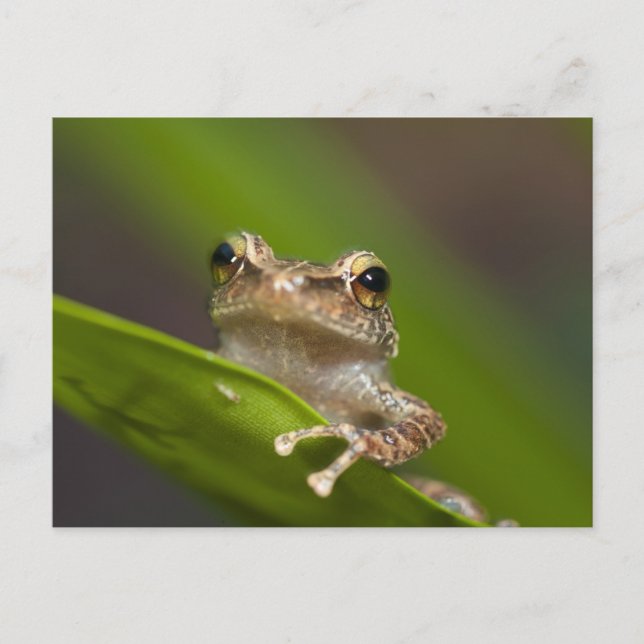 Gemeiner Kakao, Eleutherodactylus coqui Postkarte (Vorderseite)