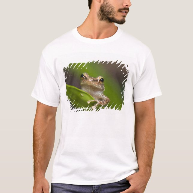 Gemeiner Kakao, Eleutherodactylus coqui T-Shirt (Vorderseite)
