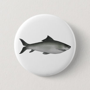 Gemeiner Labeo Button