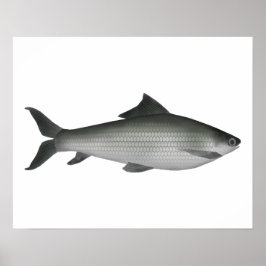 Gemeiner Labeo Poster