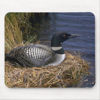 Gemeiner Loon auf Nest Mousepad