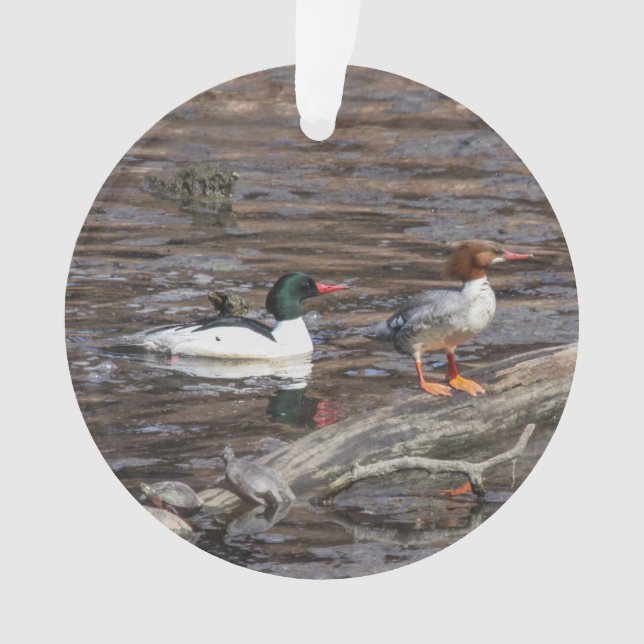 Gemeiner Merganser Ornament (Vorderseite)