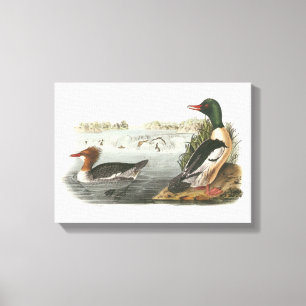 Gemeiner Merganser von Audubon Leinwanddruck