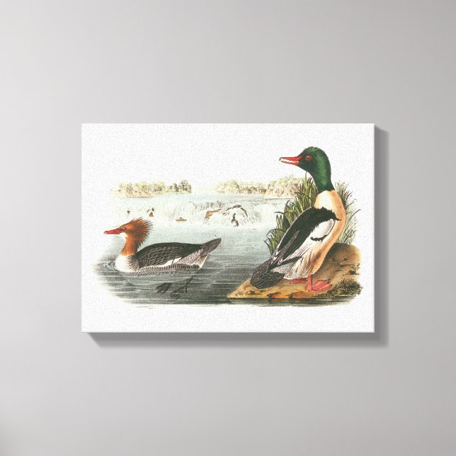 Gemeiner Merganser von Audubon Leinwanddruck (Vorderseite)