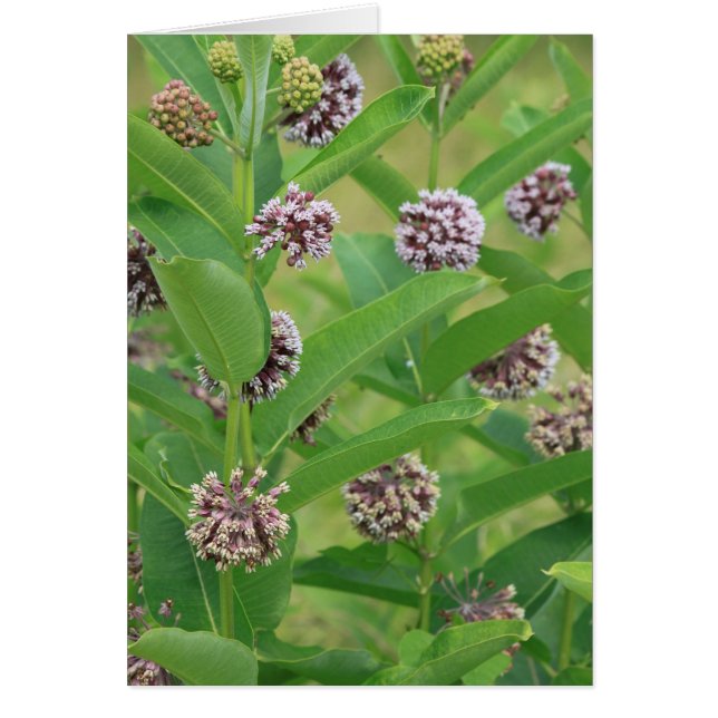 Gemeiner Milkweed (Vorne)