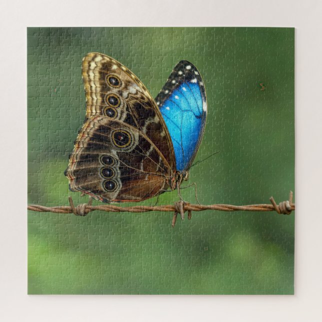 Gemeiner Morpho-Schmetterling auf Stacheldraht Puzzle (Vertikal)