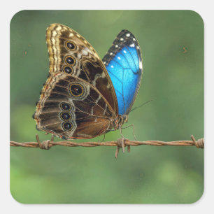 Gemeiner Morpho-Schmetterling auf Stacheldraht Quadratischer Aufkleber