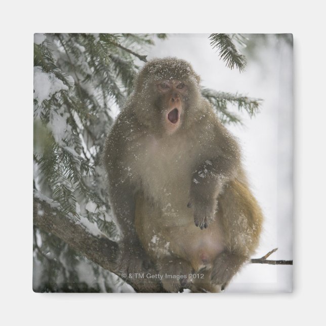 Gemeiner Rhesus-Macaque-Affe (Macaca mulatta) Sitz Magnet (Vorne)