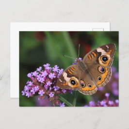 Gemeiner Schmetterling auf Verbena Blank Postkarte