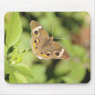 Gemeiner Schmetterling aus dem Auge, Junonia coeni Mousepad