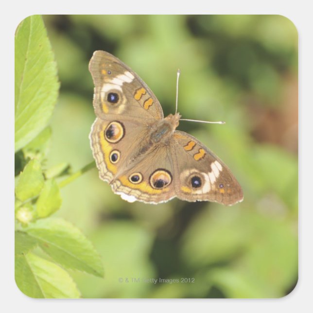 Gemeiner Schmetterling aus dem Auge, Junonia coeni Quadratischer Aufkleber (Vorderseite)