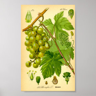 Gemeiner Wein (Vitis vinifera) Poster