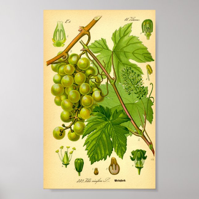 Gemeiner Wein (Vitis vinifera) Poster (Vorne)
