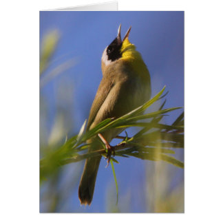 Gemeiner Yellowthroat