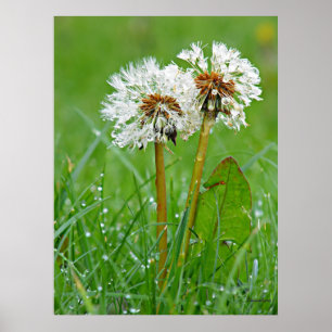 Gemeinsam. Immer Poster