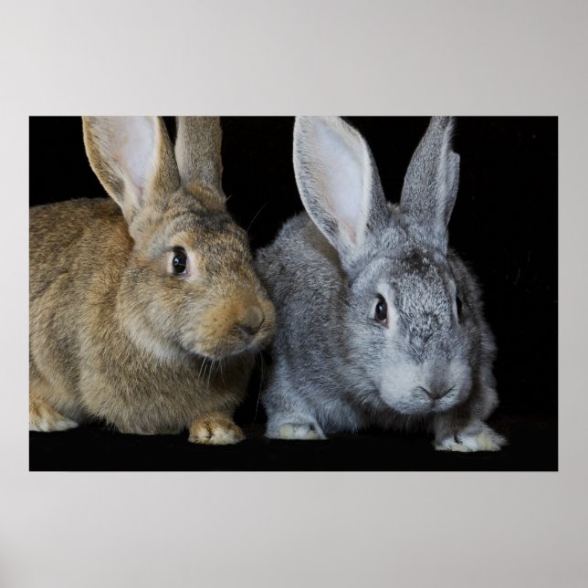 Gemeinsam Poster (Vorne)