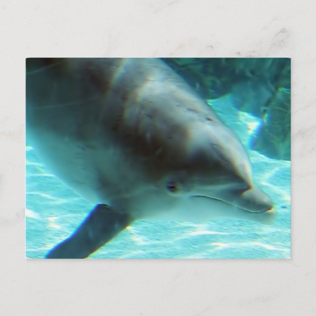 Gemeinsame Dolphin-Postkarte Postkarte (Vorderseite)