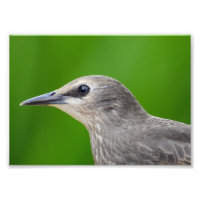 Gemeinsame/Europäische Starling