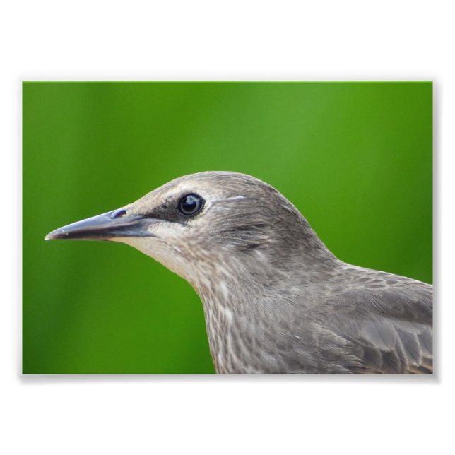 Gemeinsame/Europäische Starling Fotodruck (Vorne)