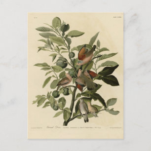 Gemeinsame Ground-Dove von Audubons Vögeln Amerika Postkarte