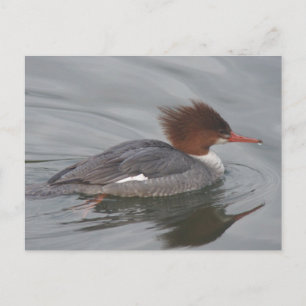 Gemeinsame Merganser-Postkarte Postkarte