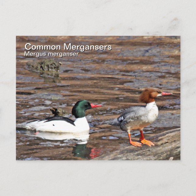 Gemeinsame Merganser-Postkarte Postkarte (Vorderseite)