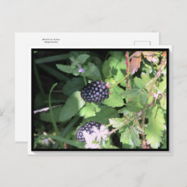 Gemeinsame Wilde BlackBerry Postkarte Postkreuz