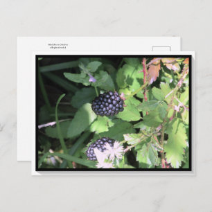 Gemeinsame Wilde BlackBerry Postkarte Postkreuz