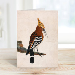 Gemeinsames Hoopoe   William Lewin Karte