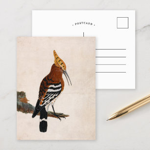 Gemeinsames Hoopoe   William Lewin Postkarte