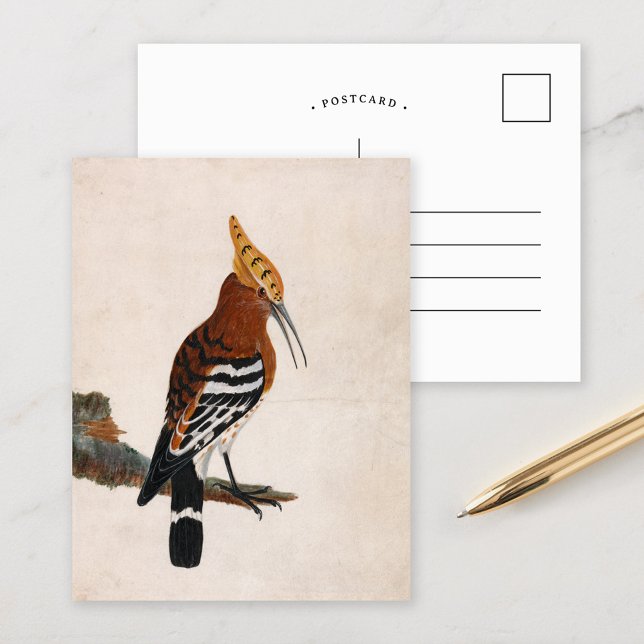 Gemeinsames Hoopoe | William Lewin Postkarte (Von Creator hochgeladen)