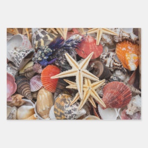 Gemischte farbige Muscheln und Seehecht Geschenkpapier Set