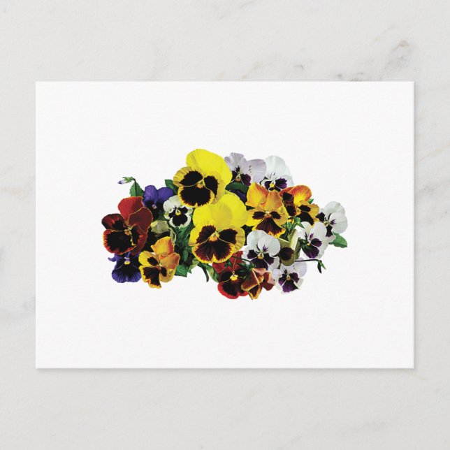 Gemischte Stiefmütterchen Postkarte (Vorderseite)