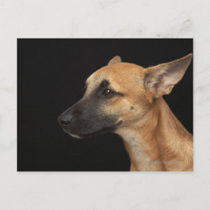 Gemischter Hund, der auf den links auf schwarz sch Postkarte