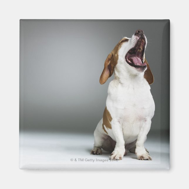 Gemischter Hund gähnend Magnet (Vorne)